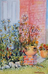 Marguerites in the Cottage Garden